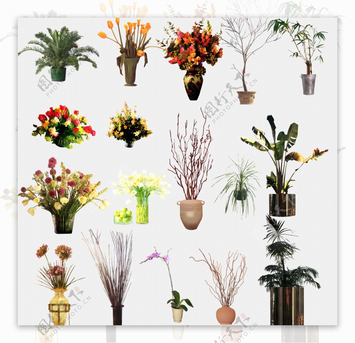 室内植物盆栽图片