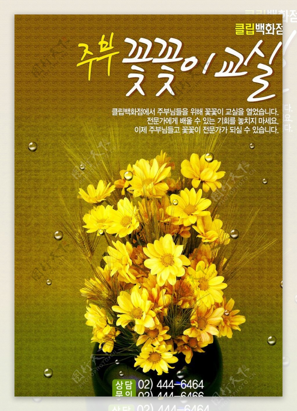 黄色菊花海报图片