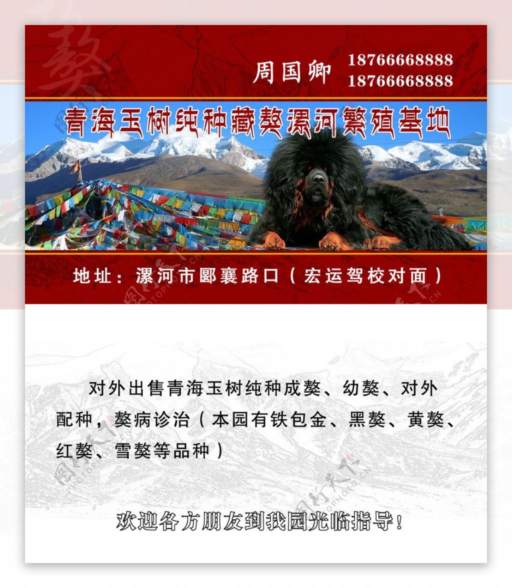 藏獒名片图片