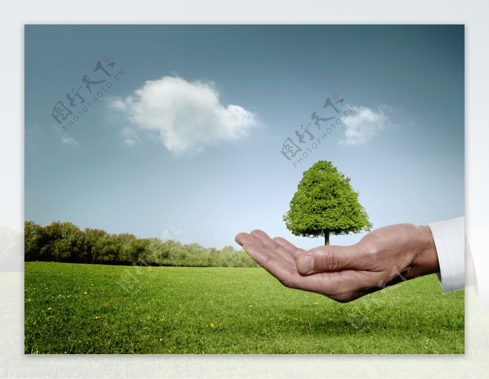 手中的环保树图片