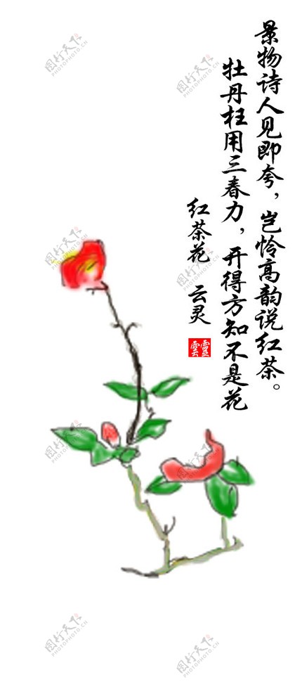 红茶花图片