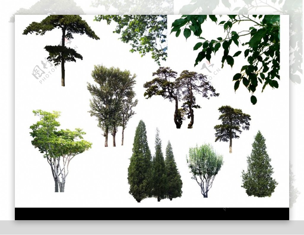 建筑效果图配景树图片