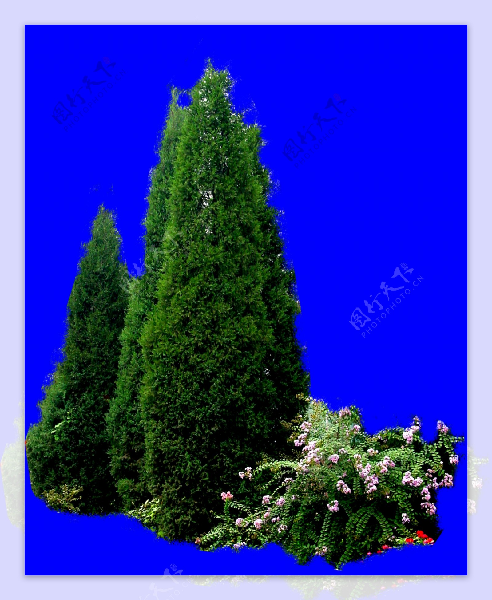 塔松花丛树木类分层抠图PSD格式图片