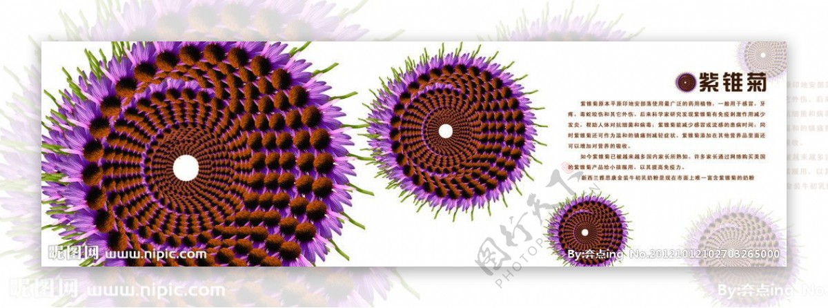 紫锥菊组合图片