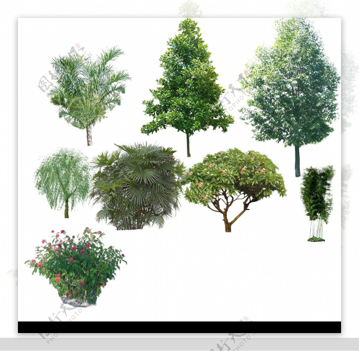 园林设计后期制作树种图片