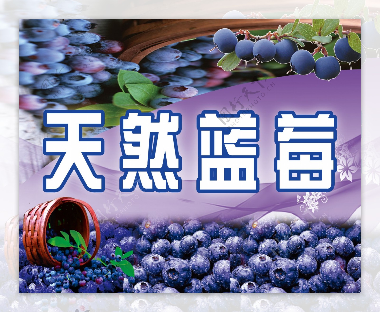 天然蓝莓图片