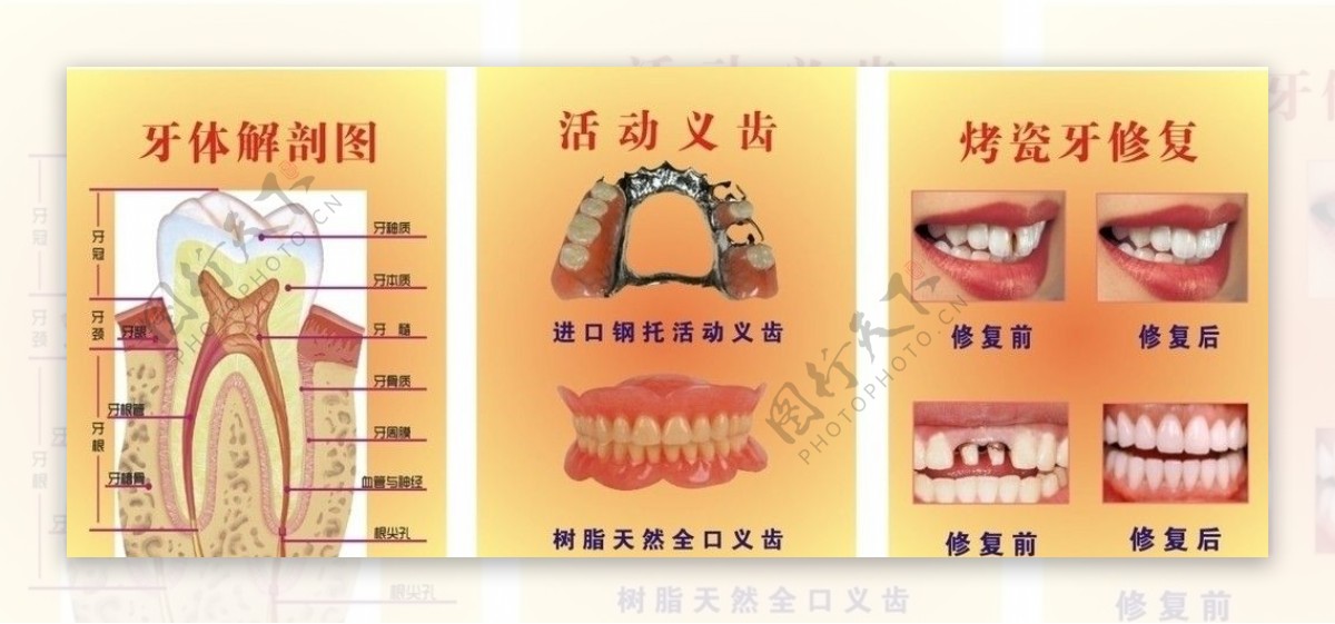 牙齿图片