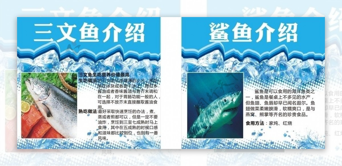 三文鱼鲨鱼介绍图片