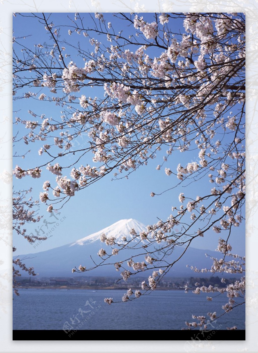 樱花与富士山0011