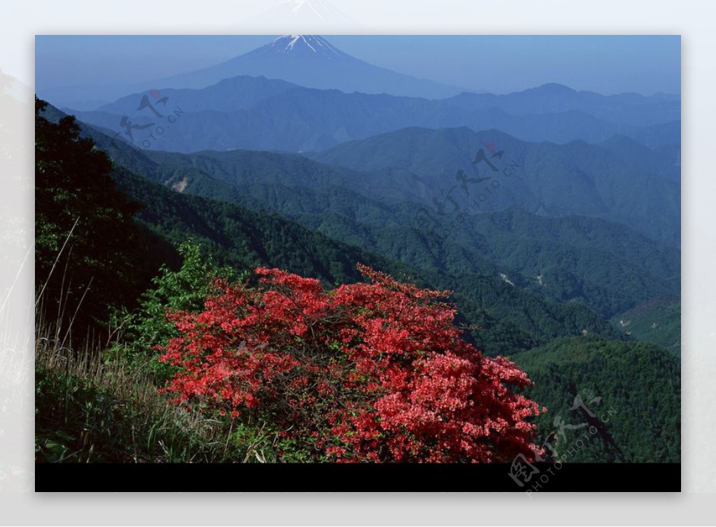 樱花与富士山0121
