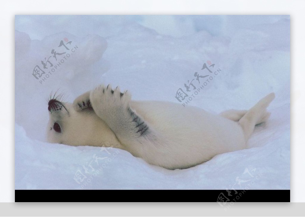 海狮冰雪熊0095