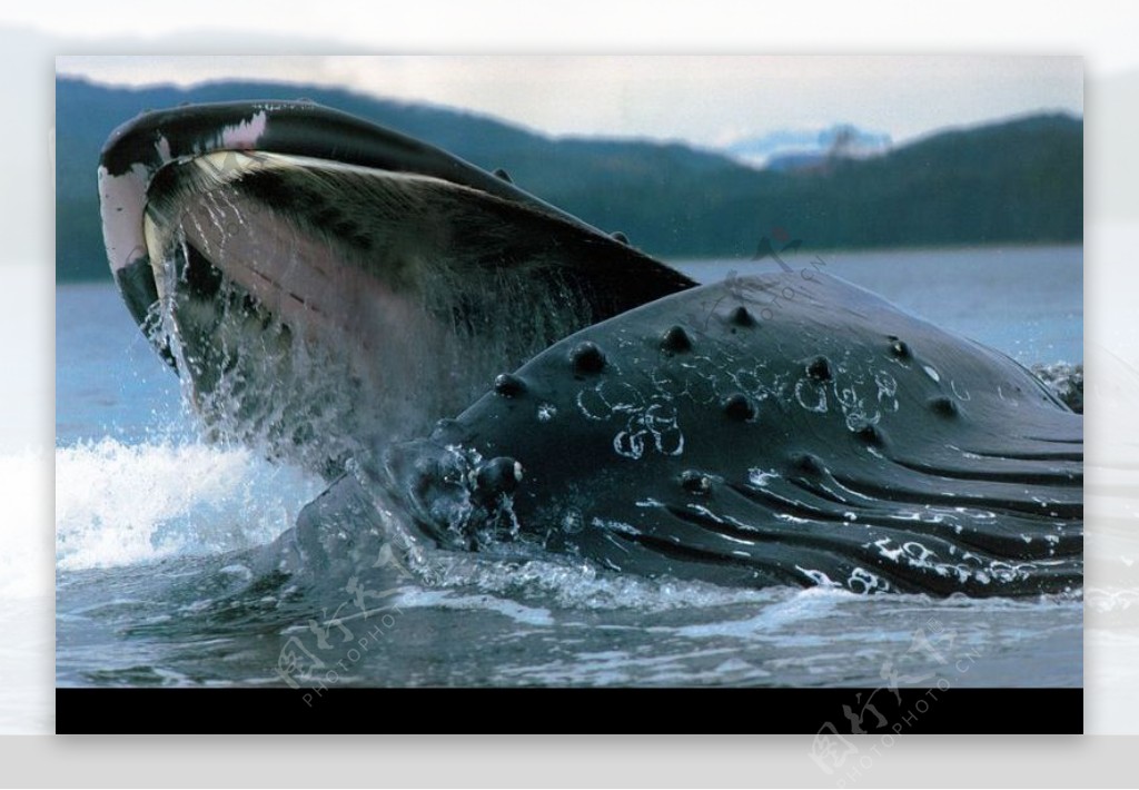鲸鱼鲨鱼海豚0091