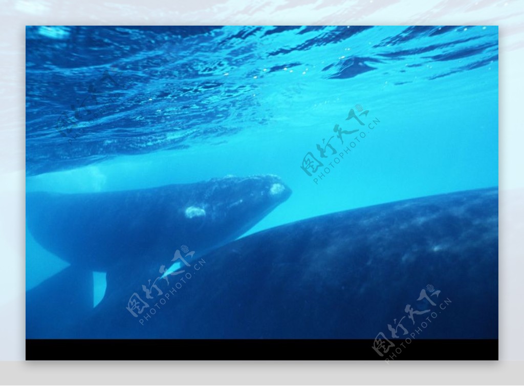 海豚鲸鱼企鹅0163