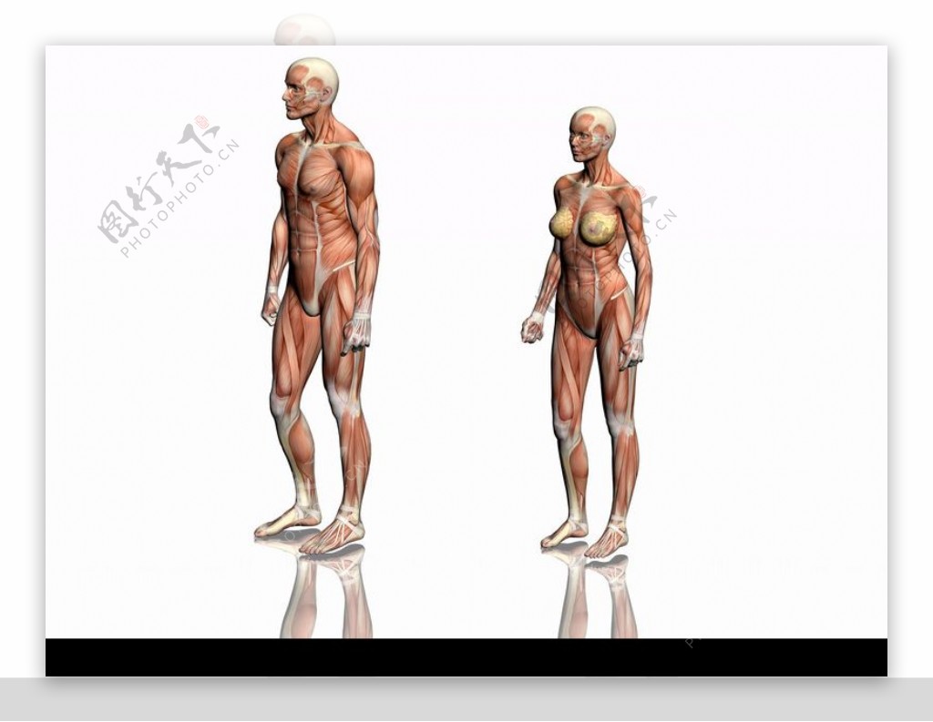 肌肉人体模型0017
