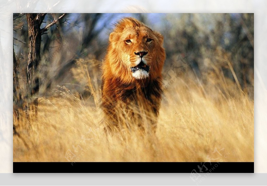 狮虎豹0284