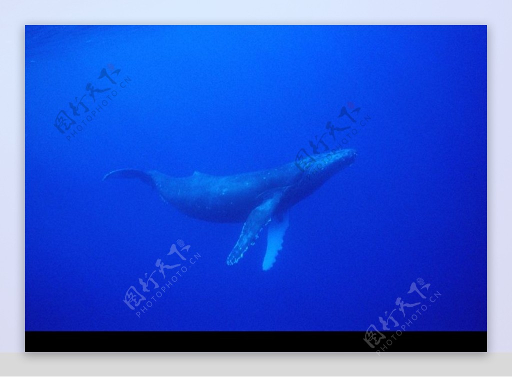 鲸鱼鲨鱼海豚0073