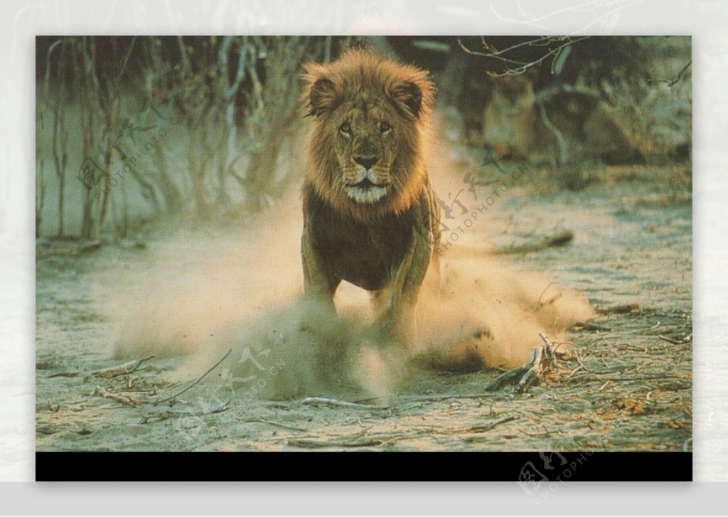 狮虎豹0003