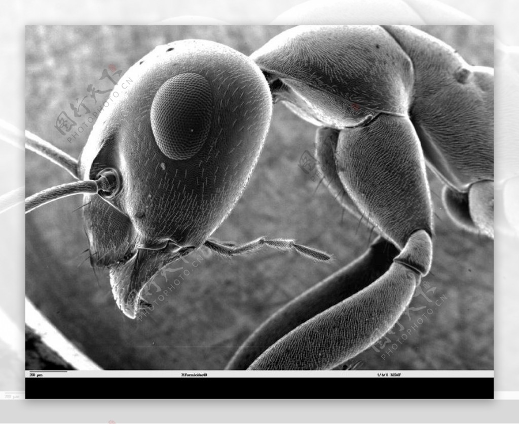 昆虫显微镜图片0032