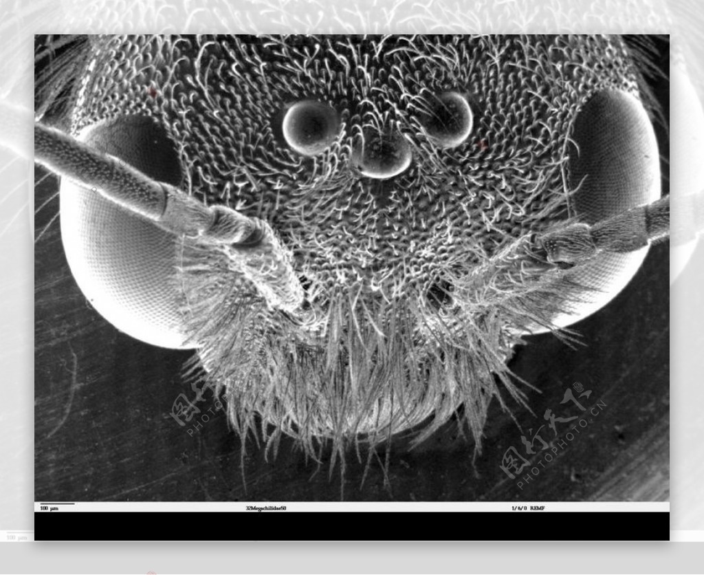 昆虫显微镜图片0034