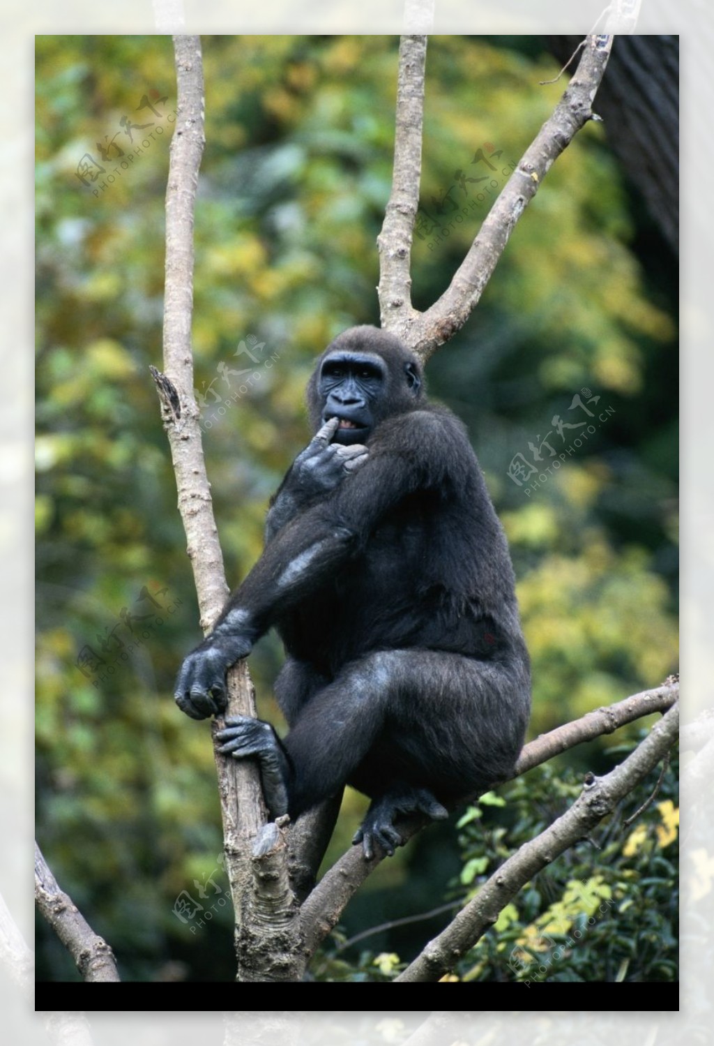 猿科动物0051