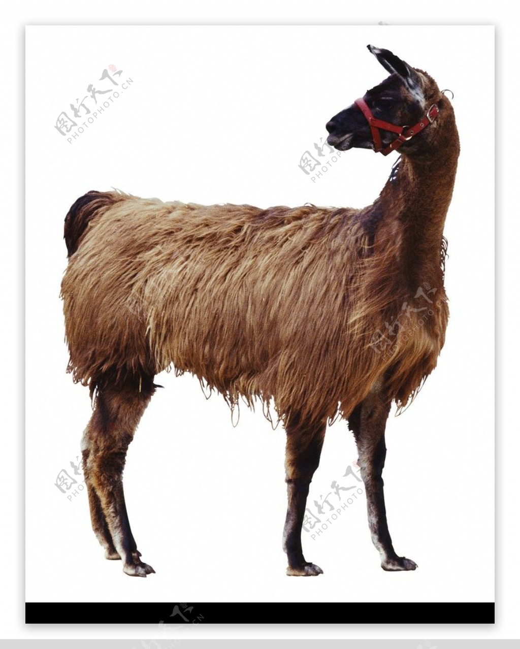 牛羊骆驼0045