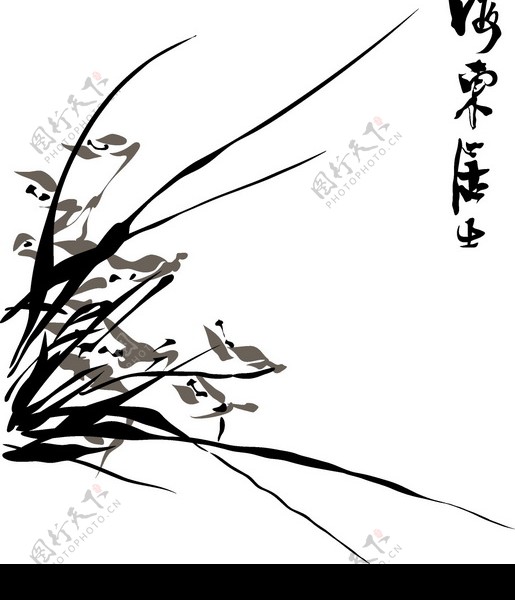 竹子荷花植物0054