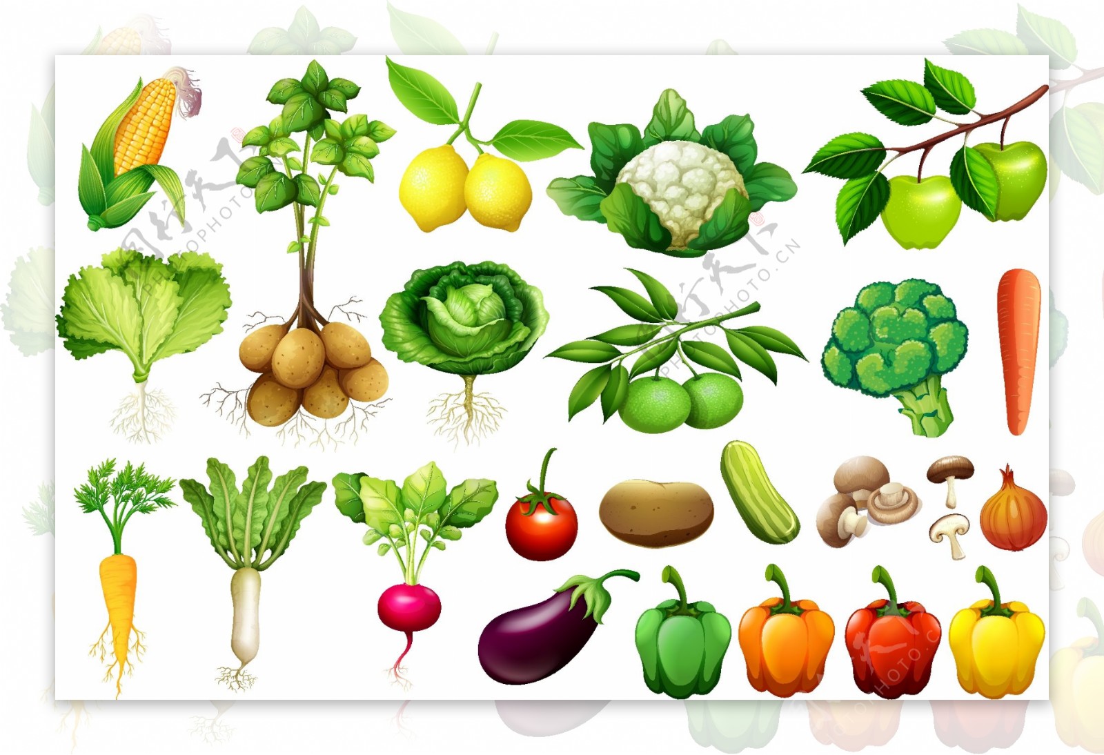 各种蔬菜插图集
