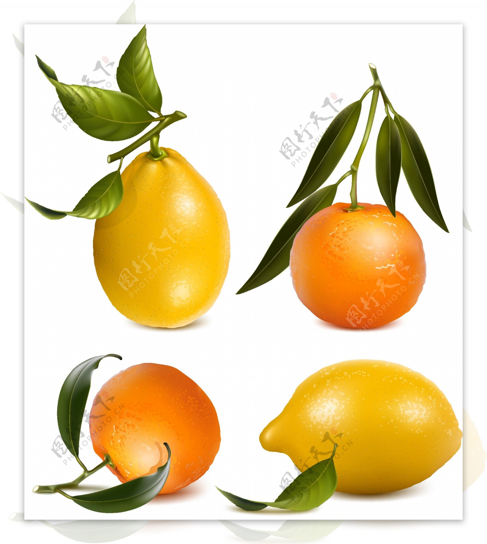 4款新鲜橙子和柠檬矢量素材