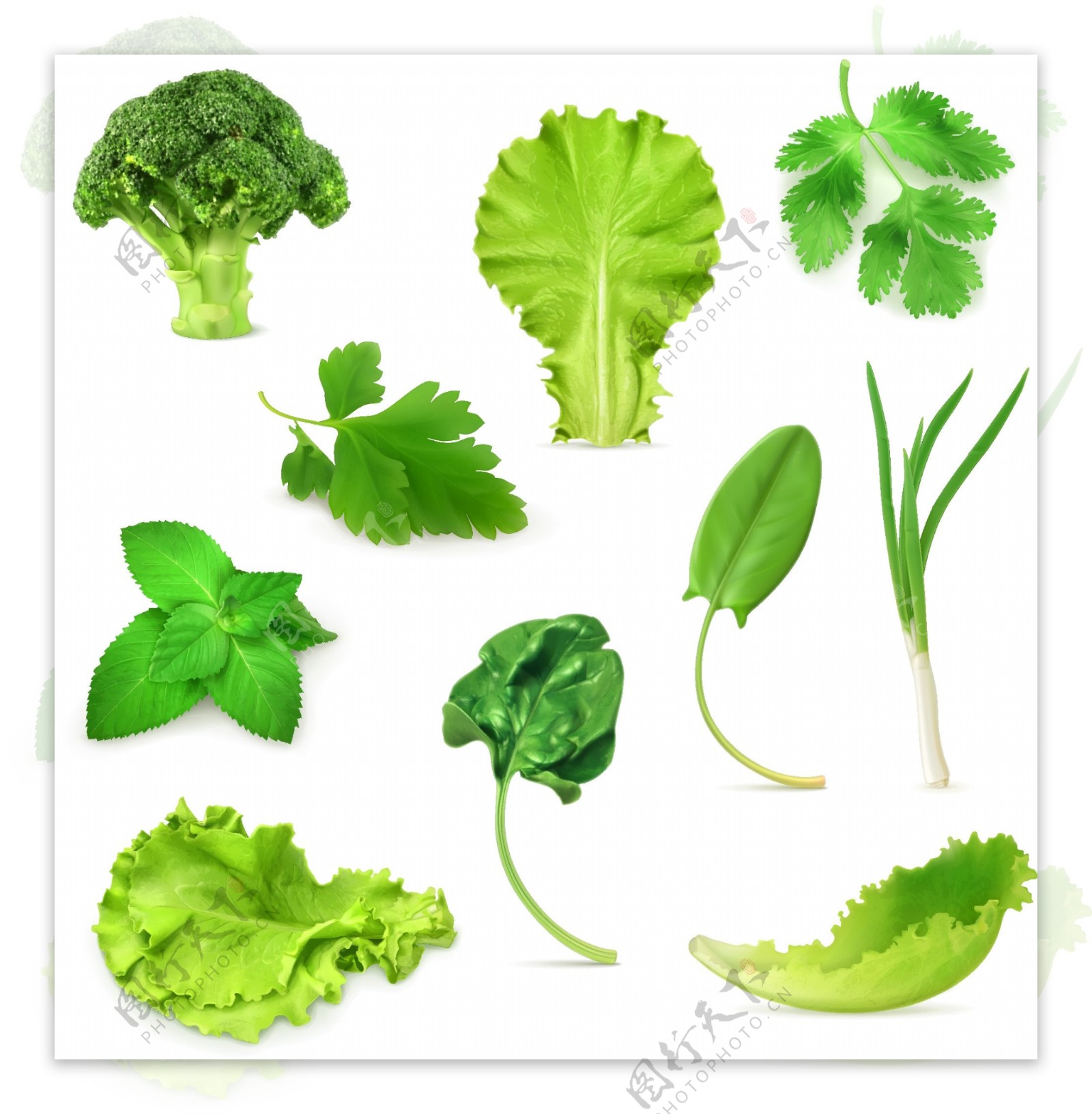多款绿色蔬菜植物叶片矢量素材