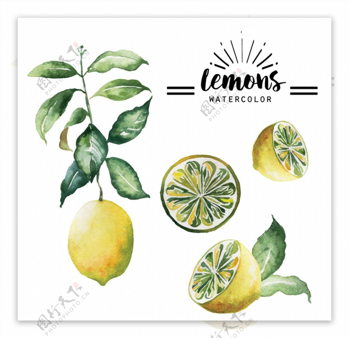 彩绘水果黄色柠檬矢量素材
