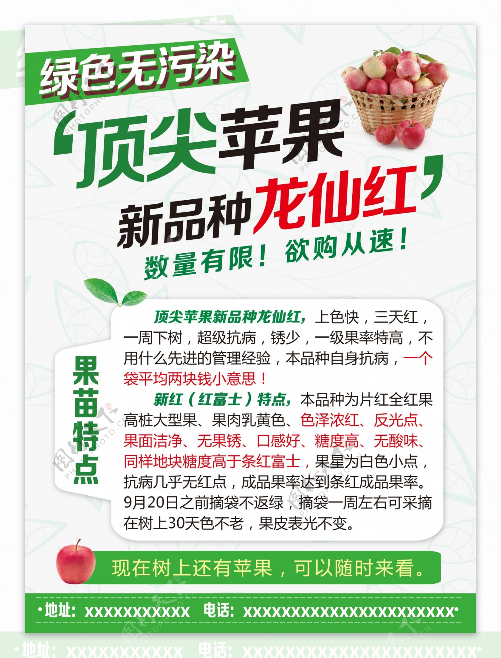 苹果绿色无污染龙仙红宣传单DM