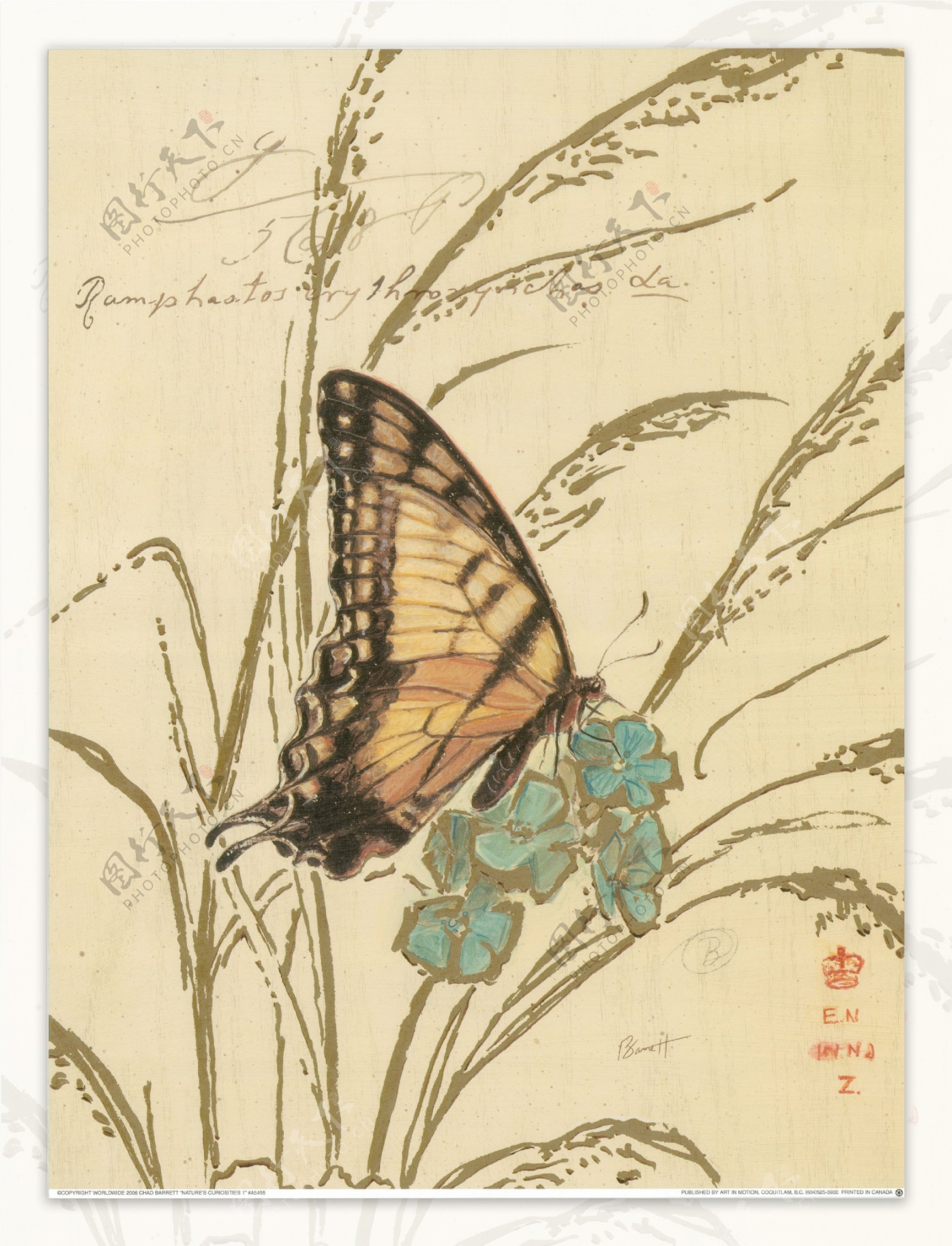 蝴蝶植物装饰画