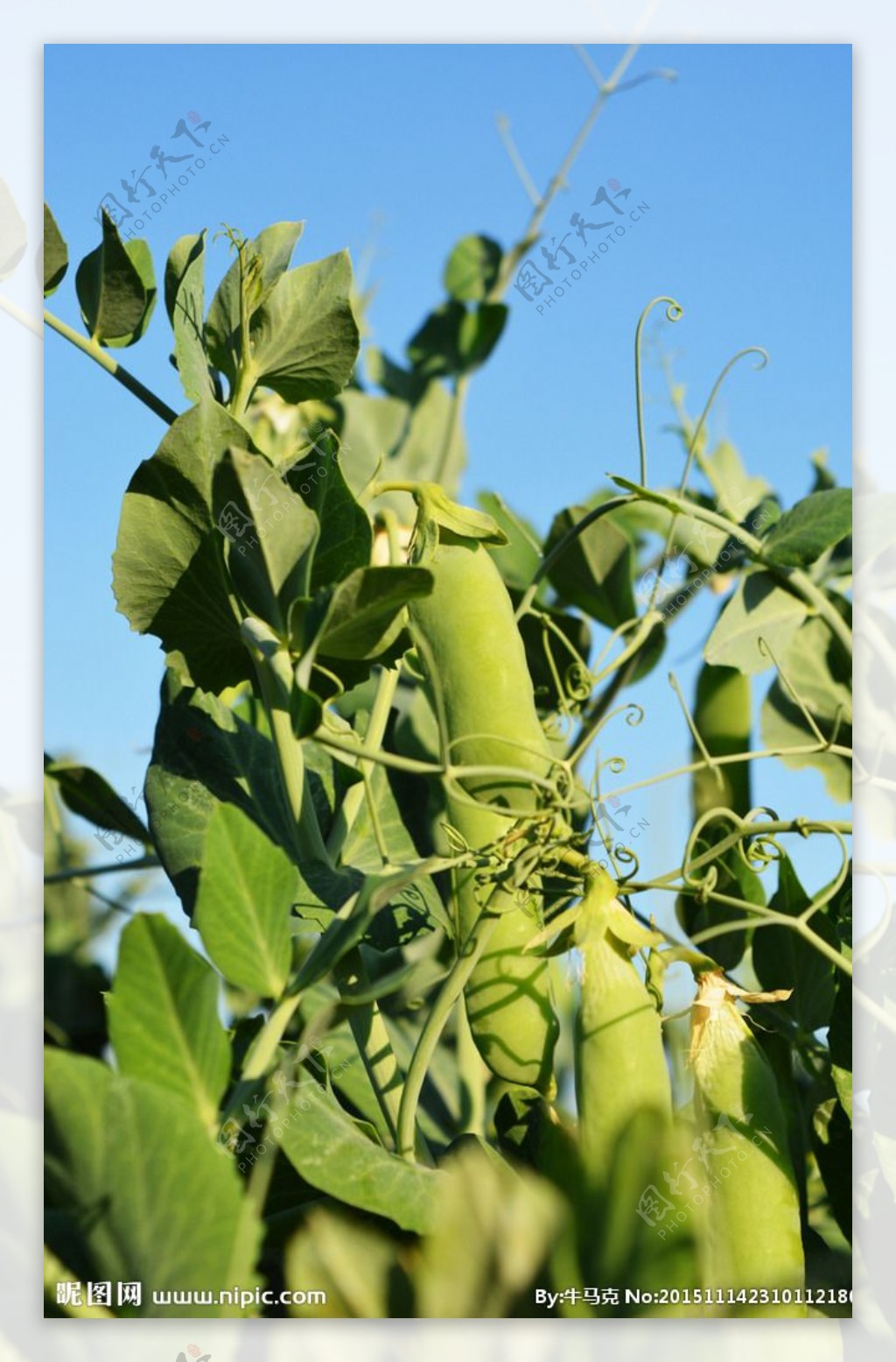 农业基地青豆豌豆