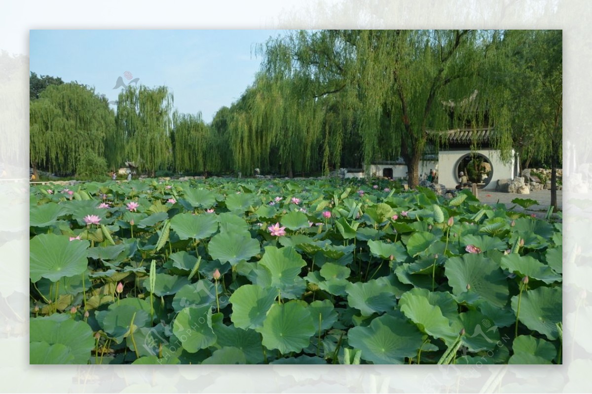 陶然亭风景