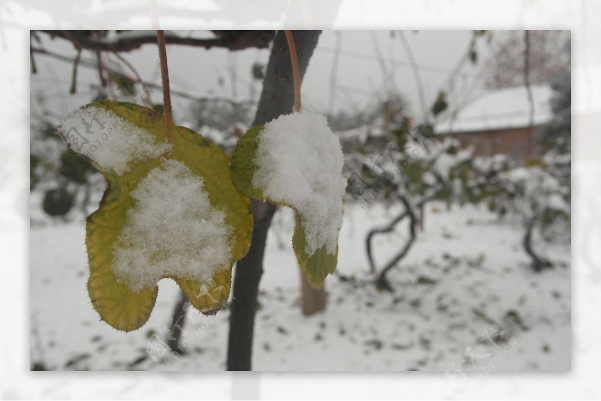 树叶上的冰雪