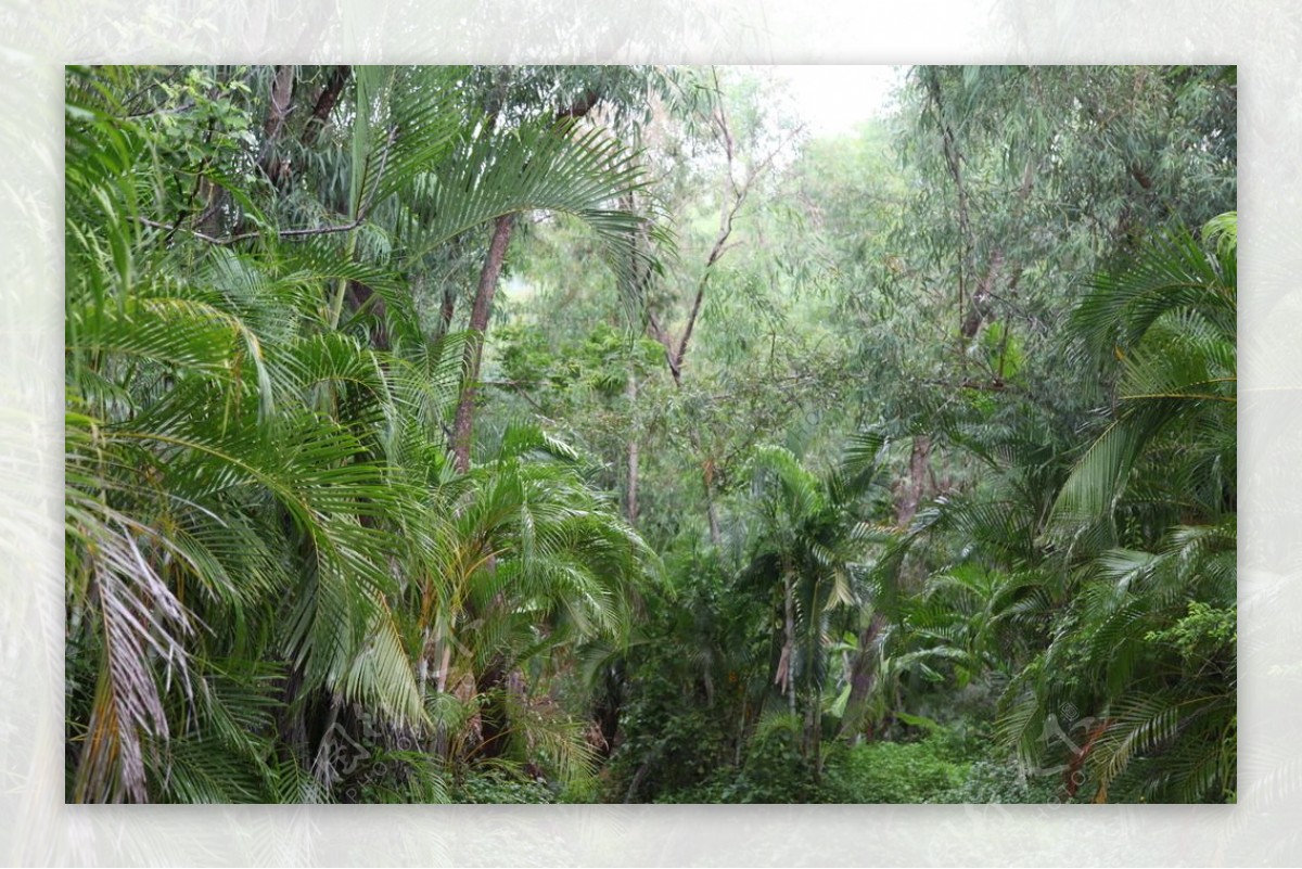 热带园林
