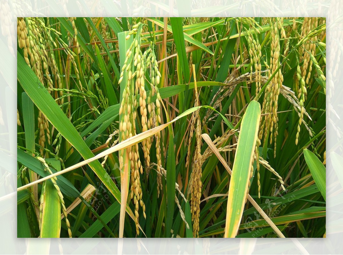 秋天的稻田水稻成熟