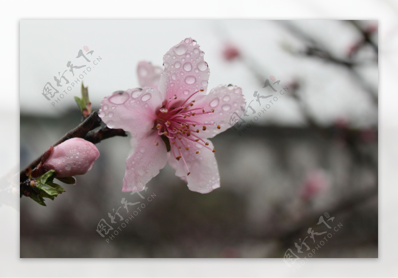 雨中桃花近景