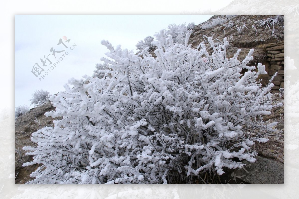 雪树