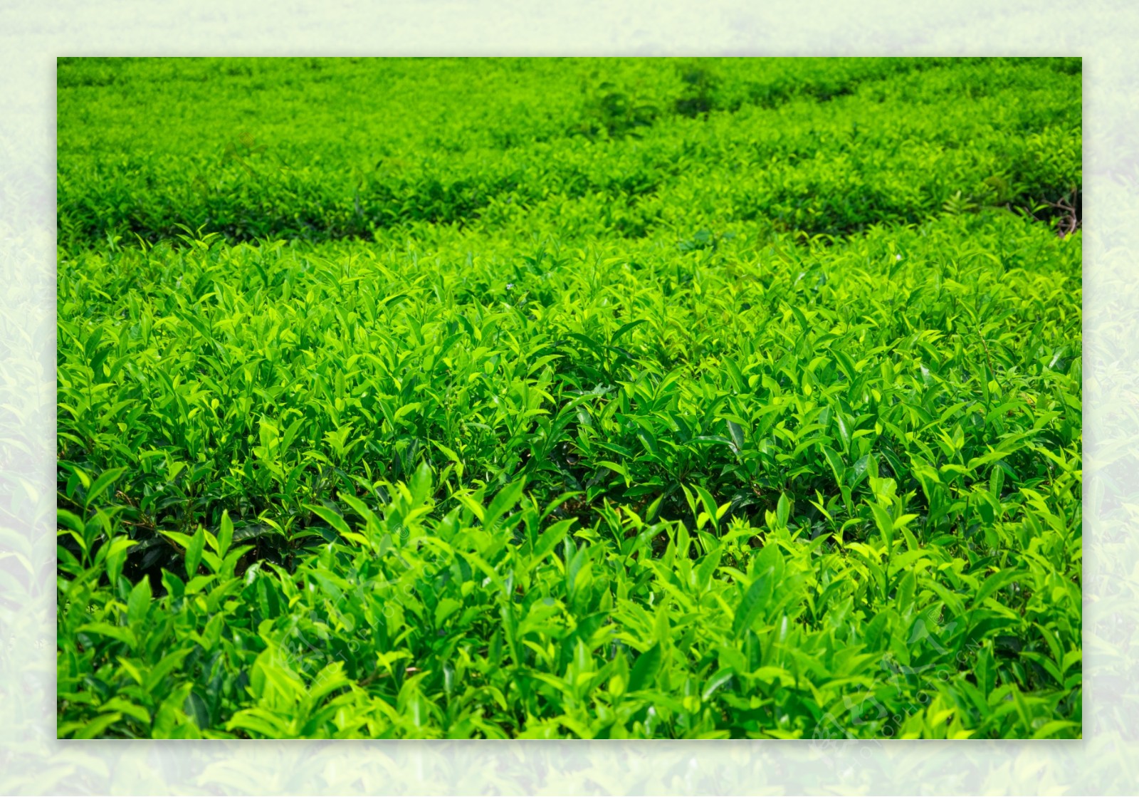 美丽的茶山茶园景色