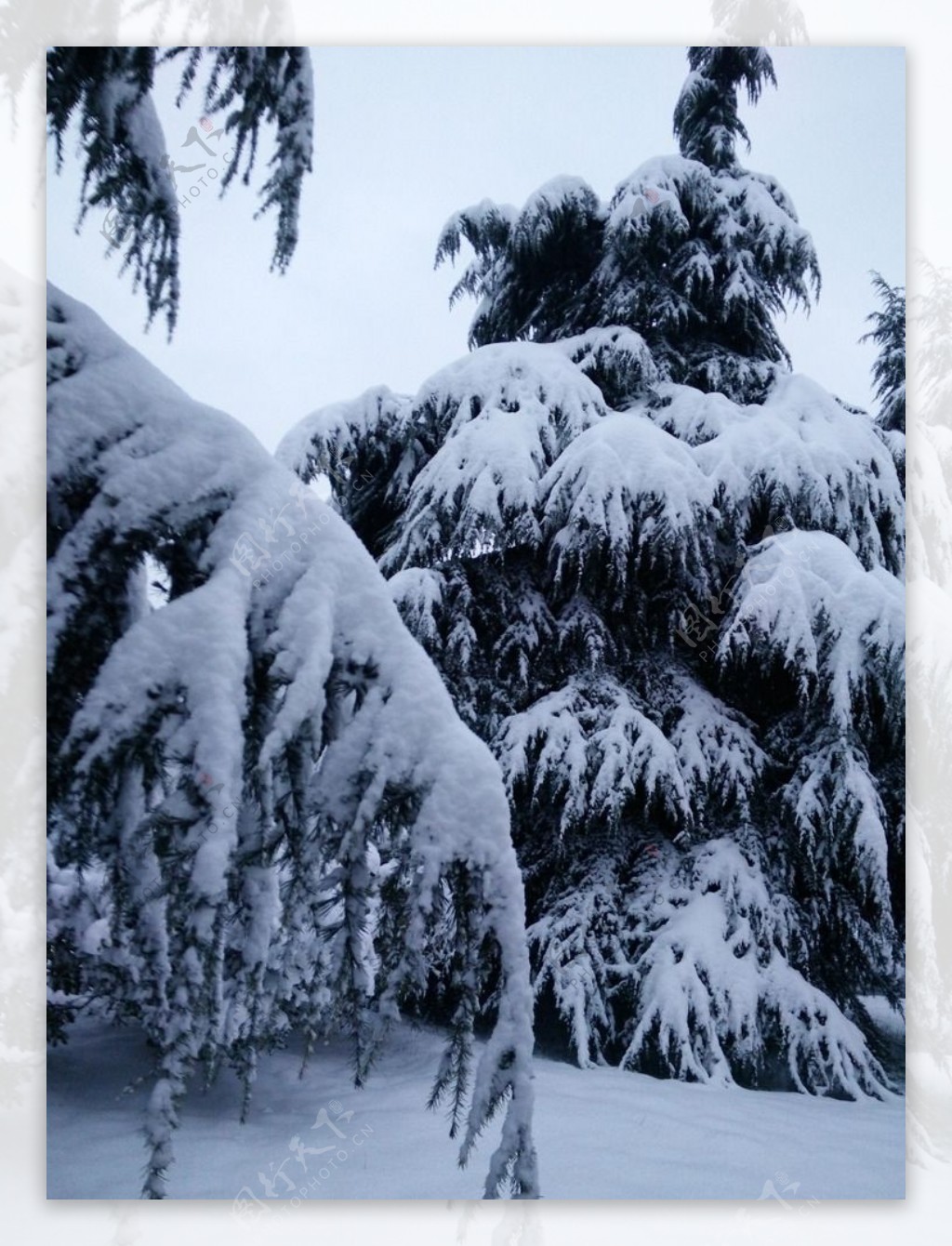 雪景松柏