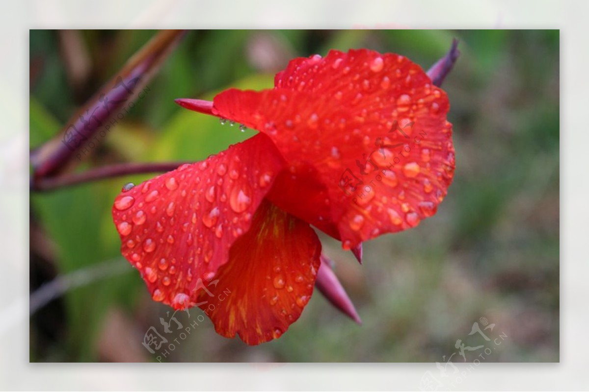 蝴蝶花蝴蝶化身