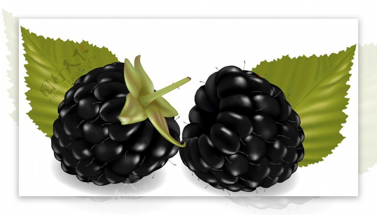 黑莓水果矢量素材
