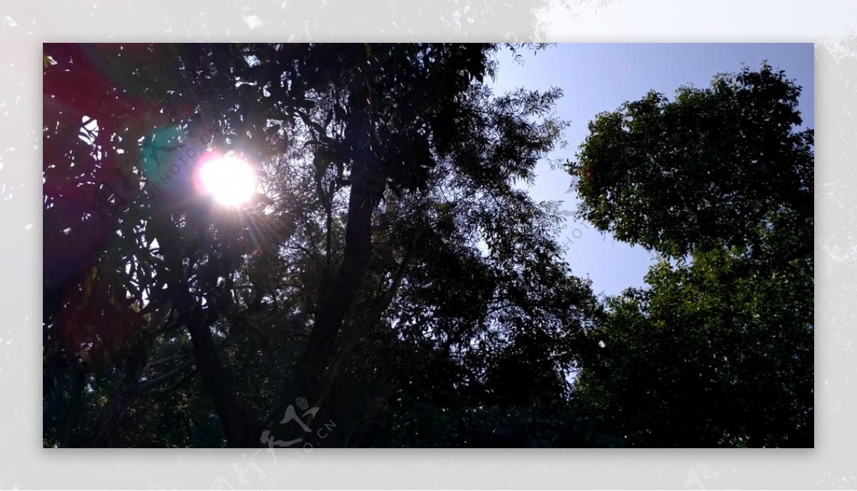 树叶遮挡太阳的树林视频