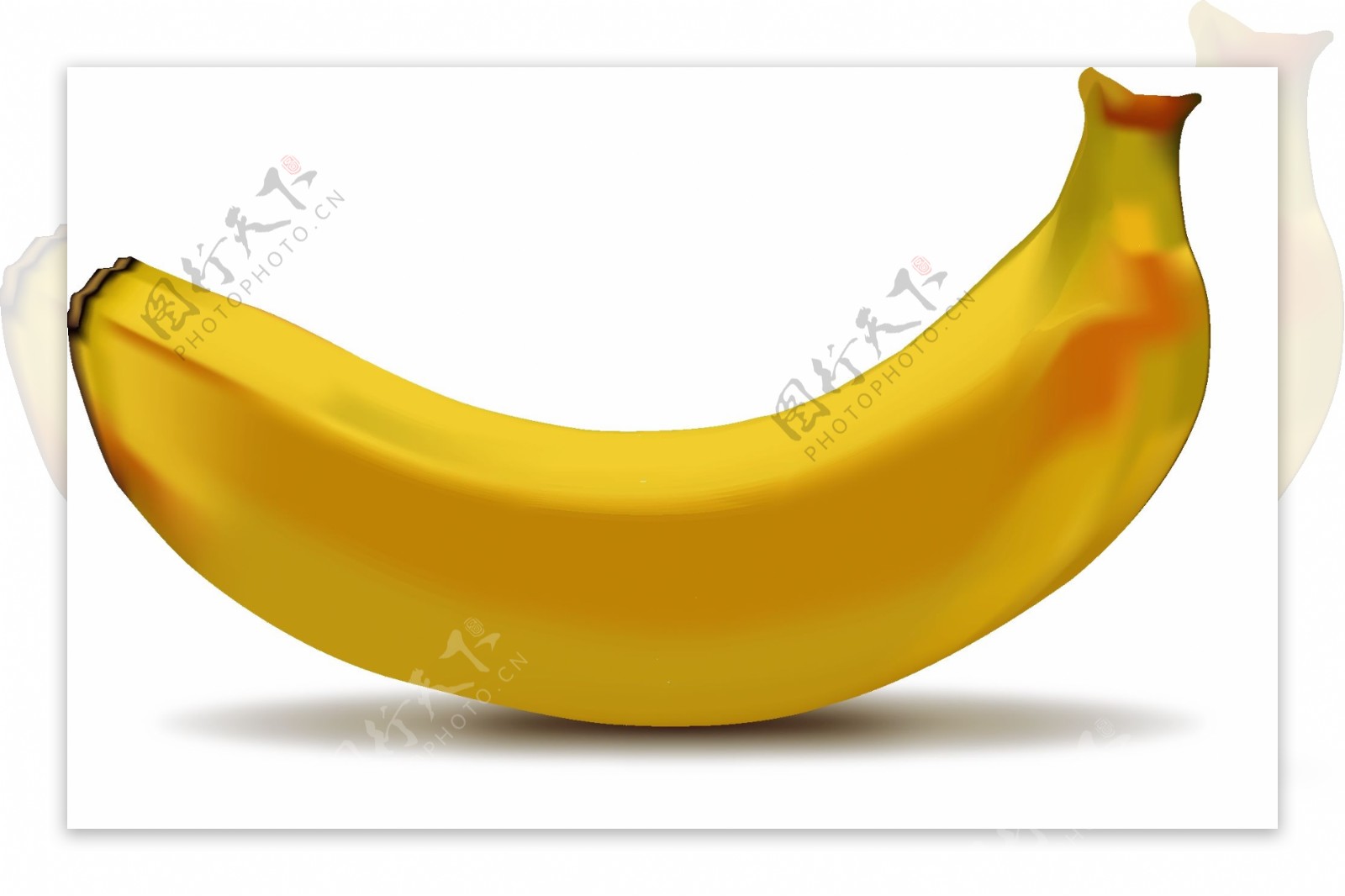 手绘香蕉矢量图
