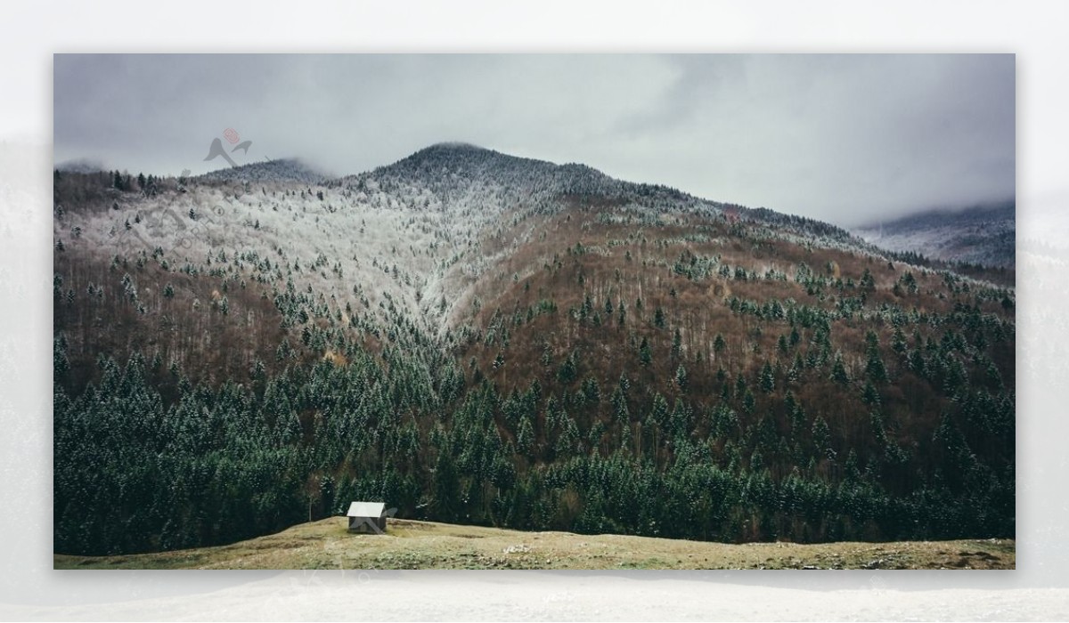 雪山松林