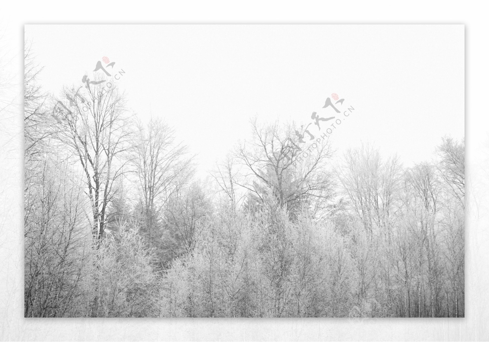 冬日下雪的树林