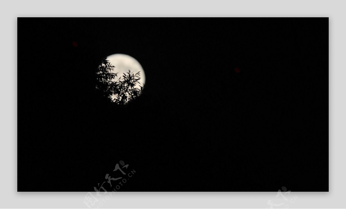 月亮竹林剪影