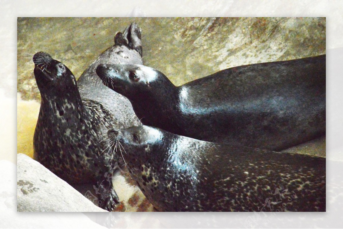 水族馆海豹表演海狮海狗图片素材-编号30247459-图行天下