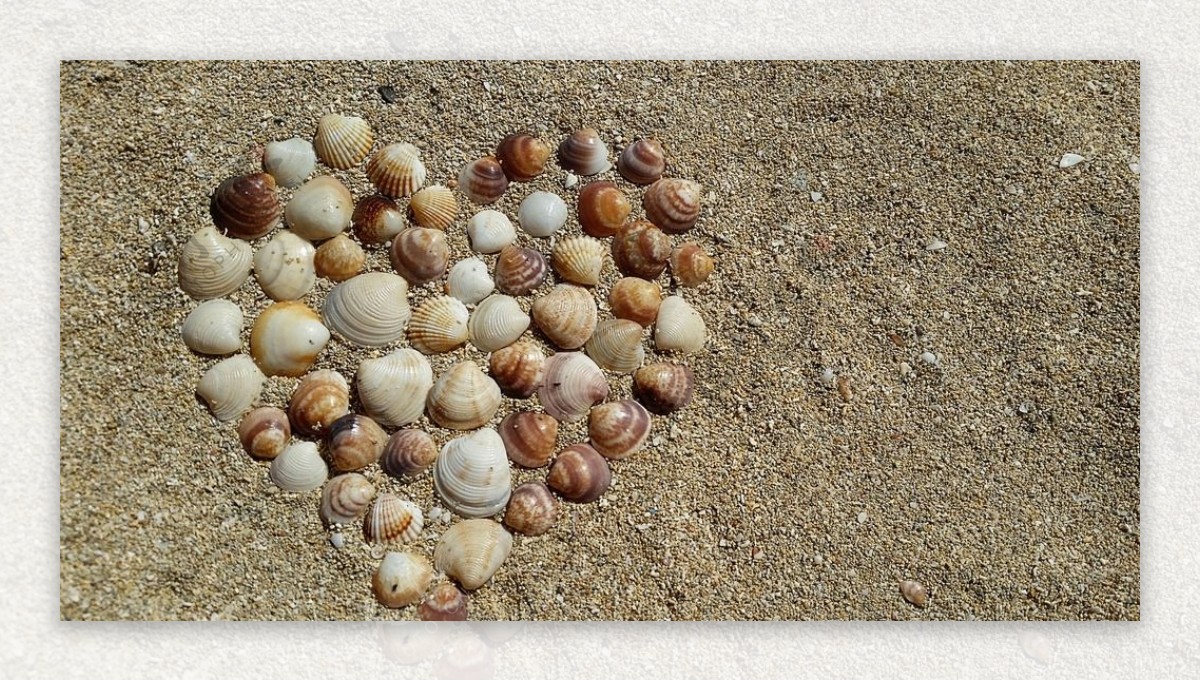 海的贝壳